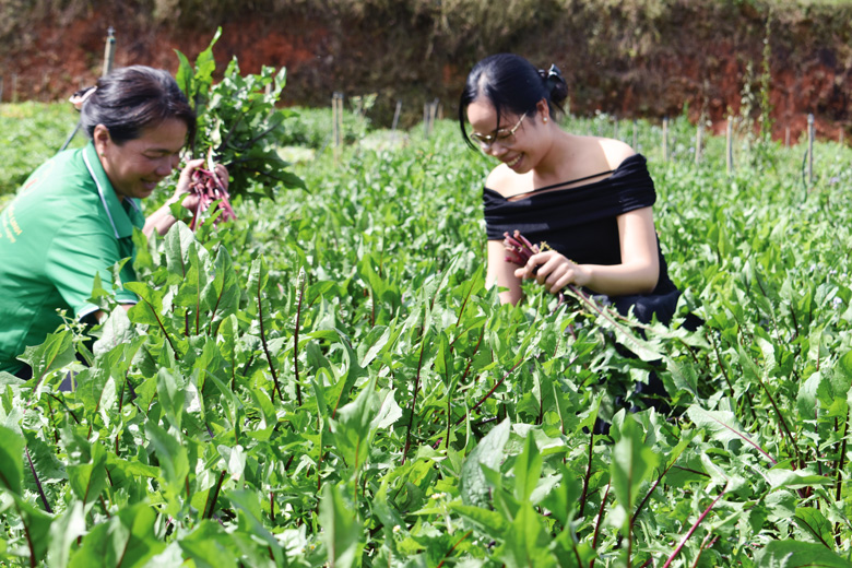 Rau hữu cơ giá trị cao ở Lạc Dương