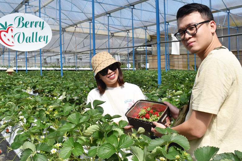 Gắn sản xuất dâu tây Nhật thương phẩm với tham quan, trải nghiệm
